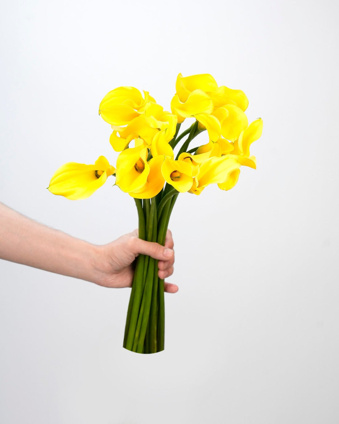 Calla Lily - Golden Yellow (10 Stems) - Laflora.ae