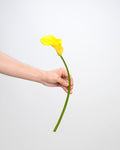 Calla Lily - Golden Yellow (10 Stems) - Laflora.ae