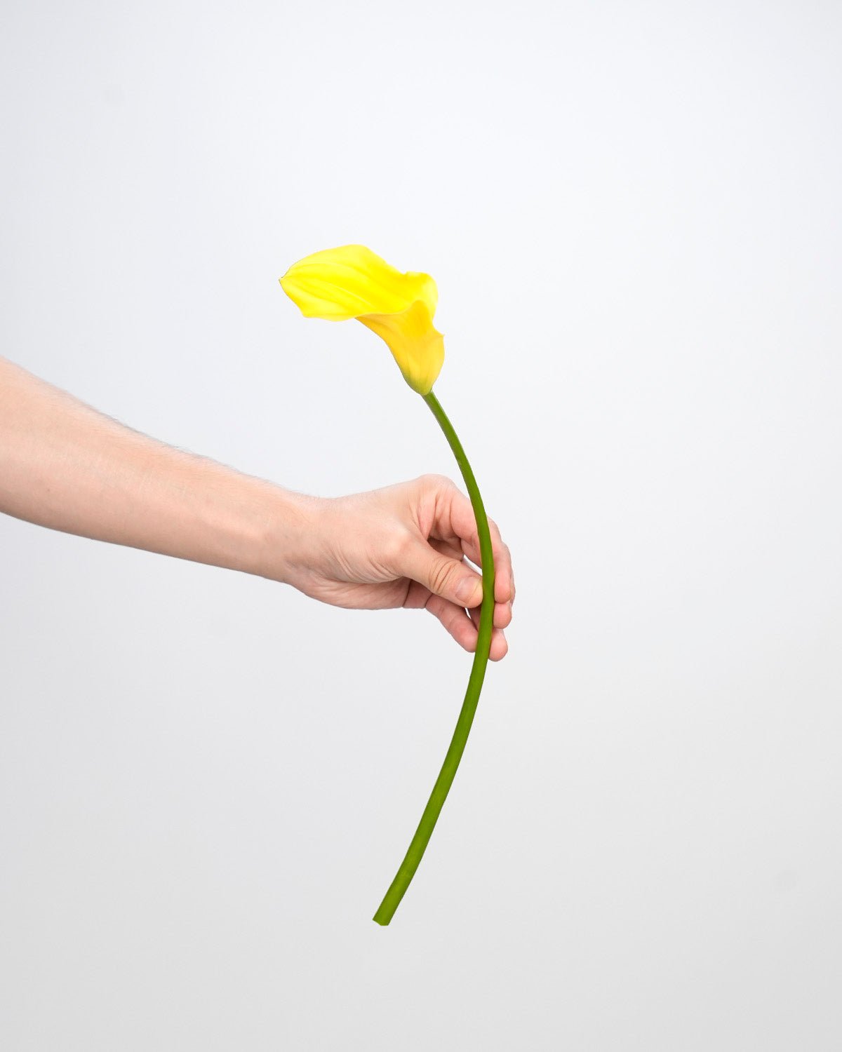 Calla Lily - Golden Yellow (10 Stems) - Laflora.ae