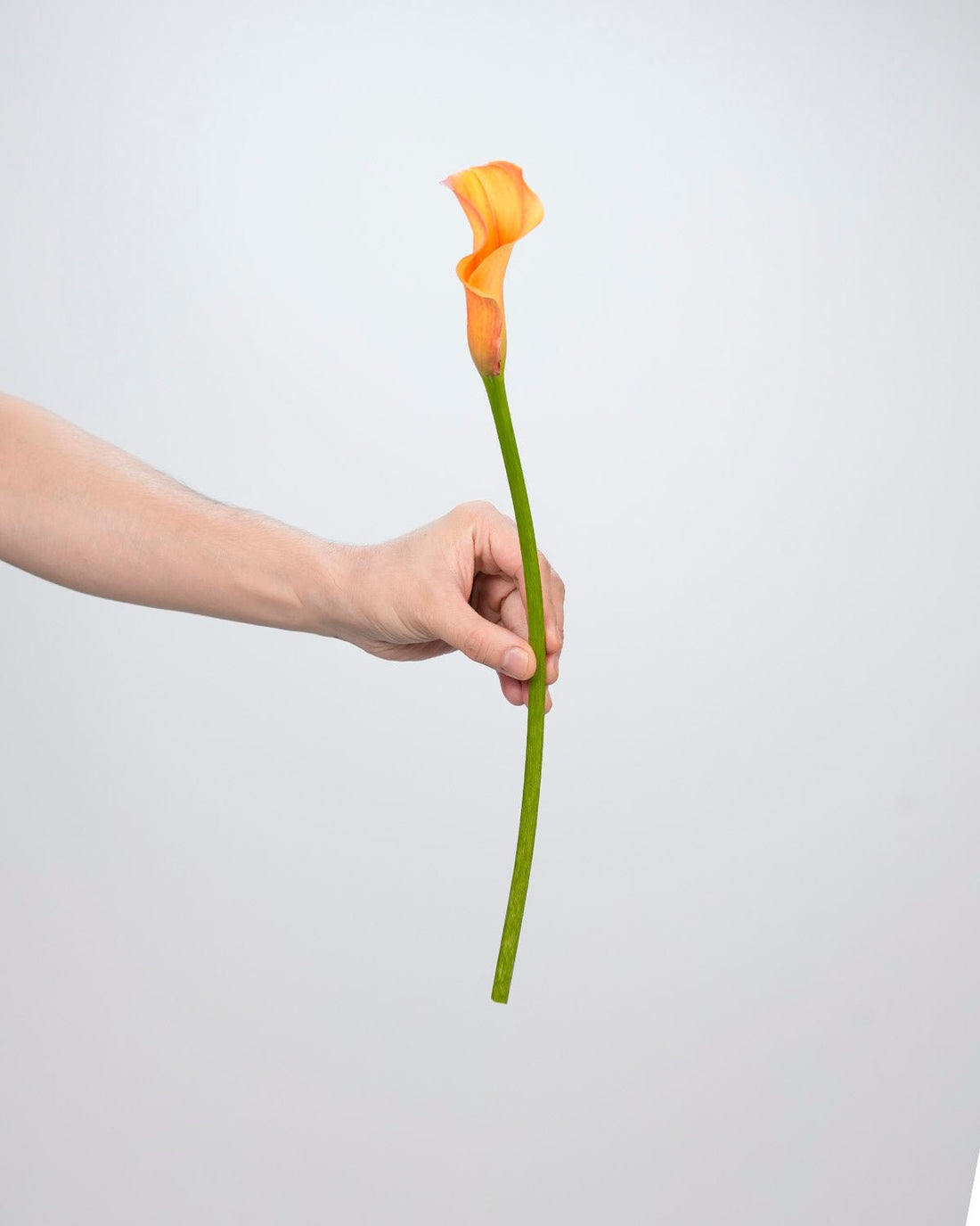 Calla Lily Orange - (10 Stems) - Laflora.ae