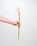 Calla Lily - Pink (10 Stems) - Laflora.ae