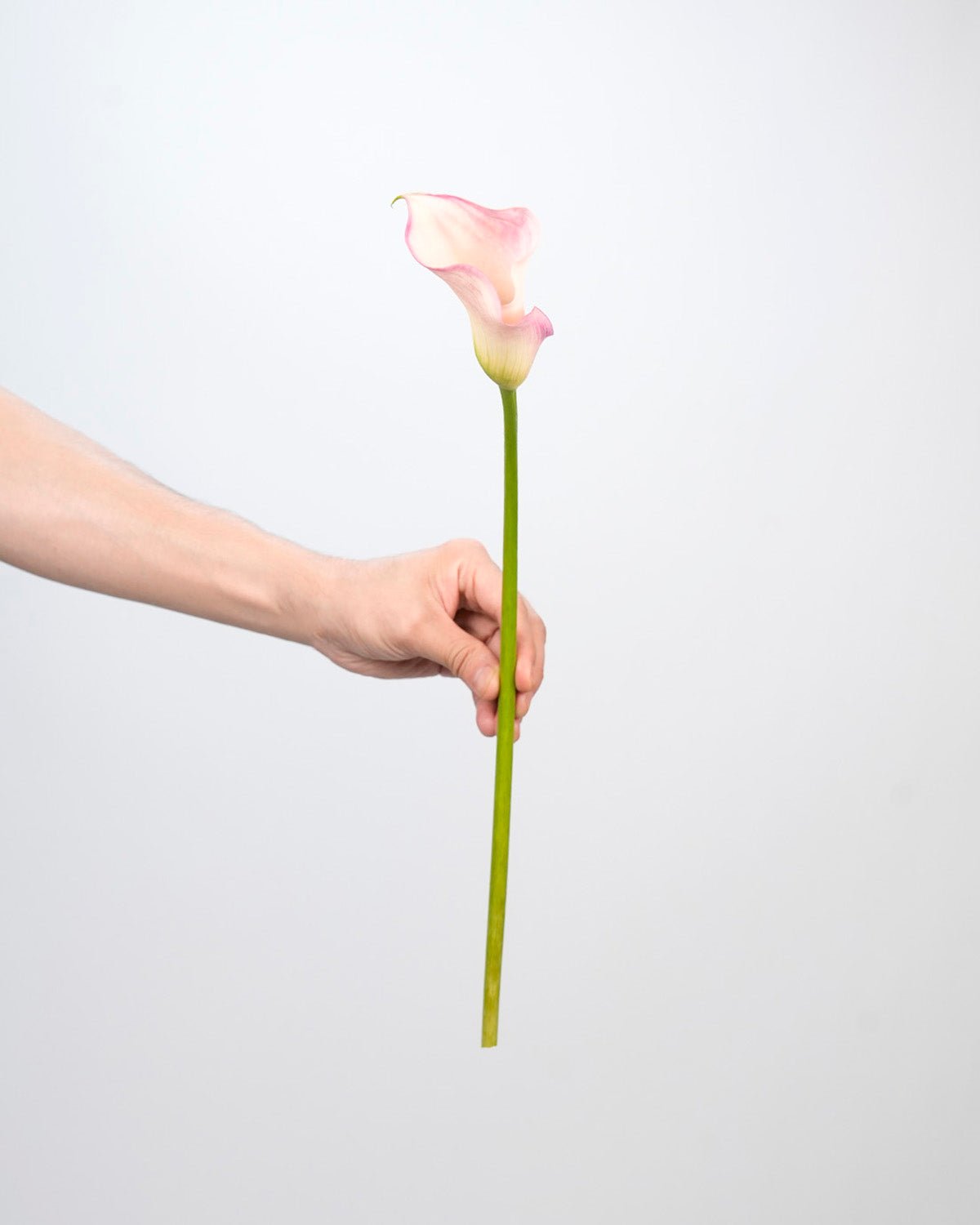 Calla Lily - Pink (10 Stems) - Laflora.ae