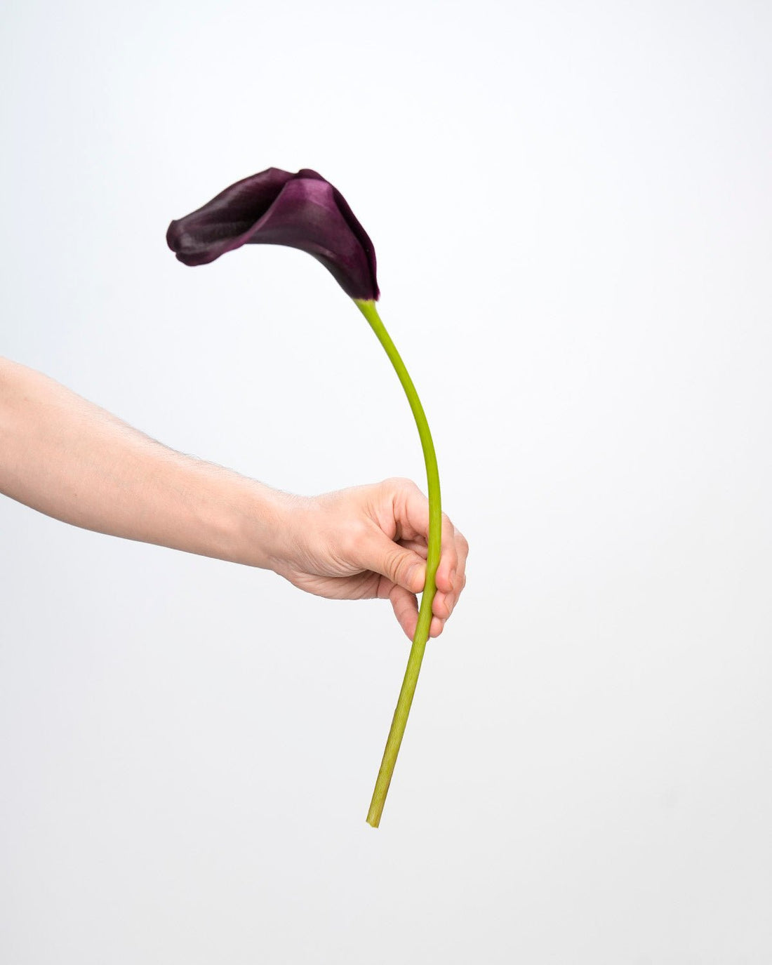 Calla Lily Dark Purple - (10 Stems) - Laflora.ae