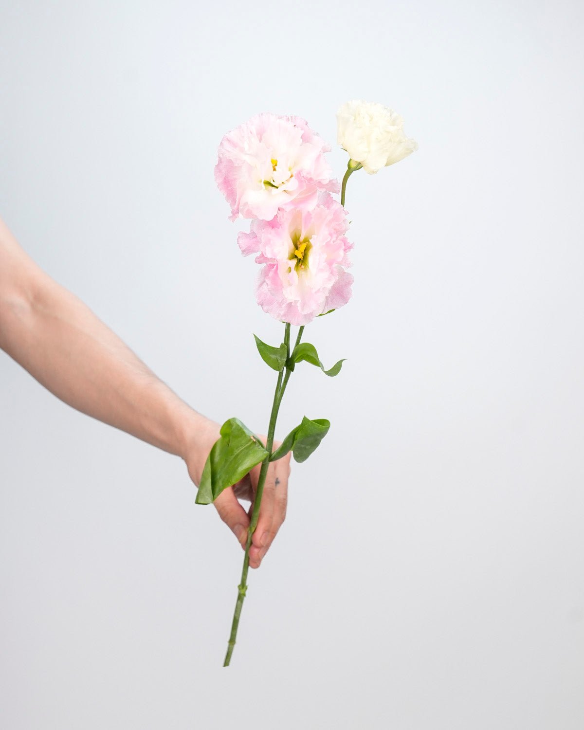 Lisianthus (Eustoma) Pink - Bunch - Laflora.ae