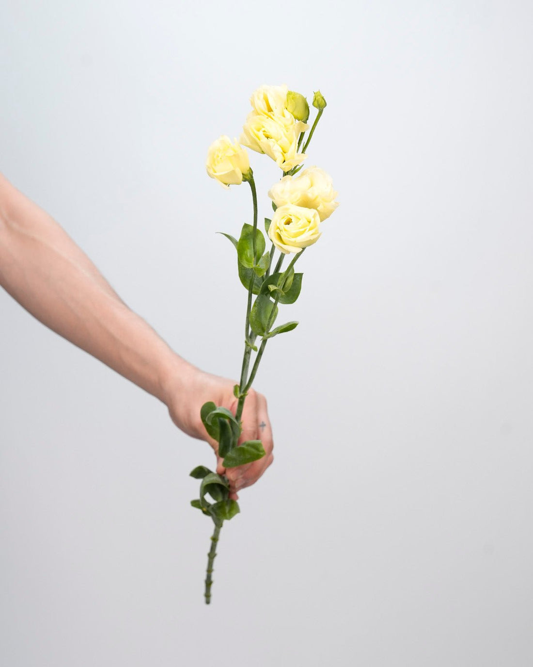 Lisianthus (Eustoma) Double Green - Bunch - Laflora.ae