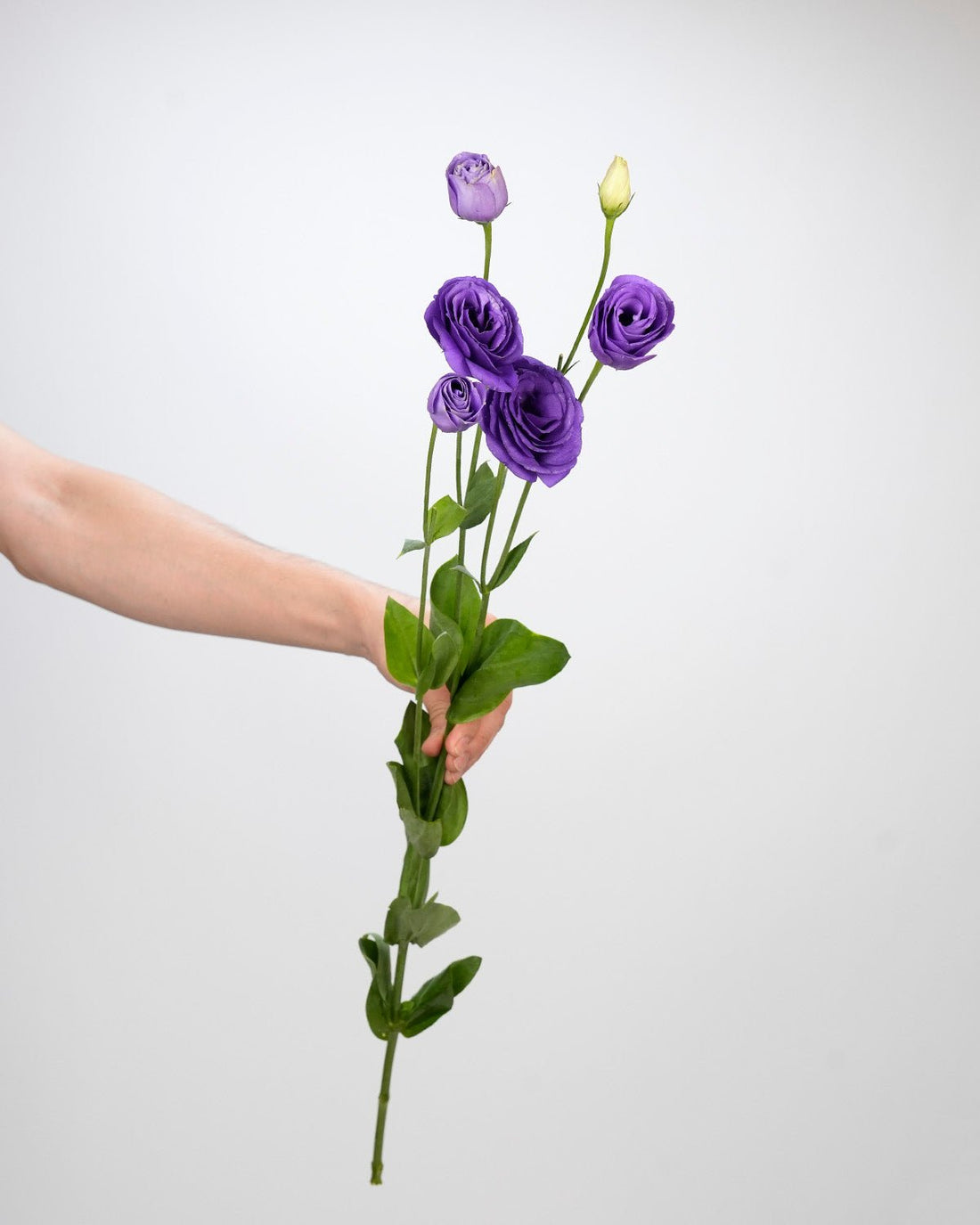 Lisianthus (Eustoma) Double Rosita Blue - Laflora.ae
