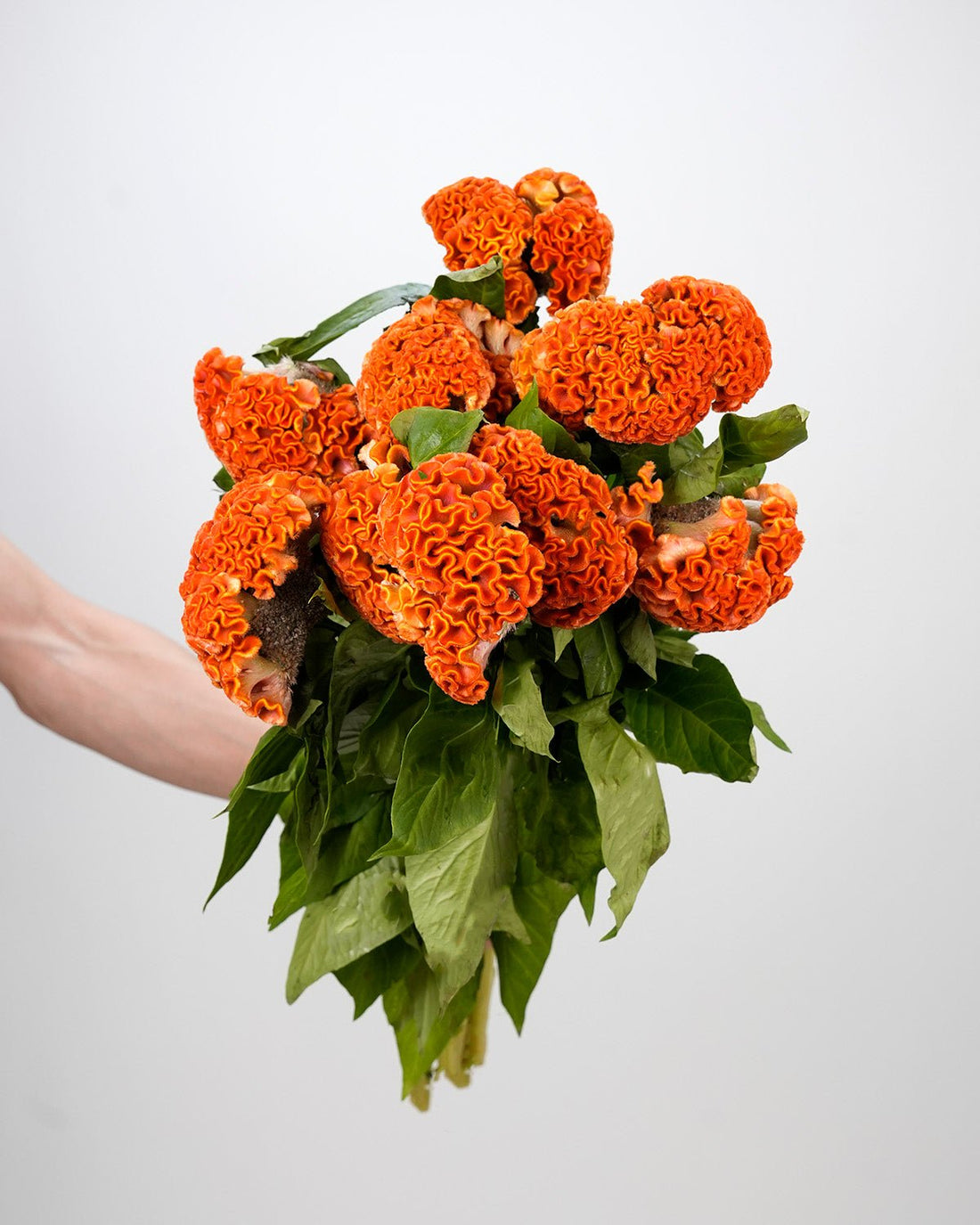 Celosia - Orange (5 Stems) - Laflora.ae