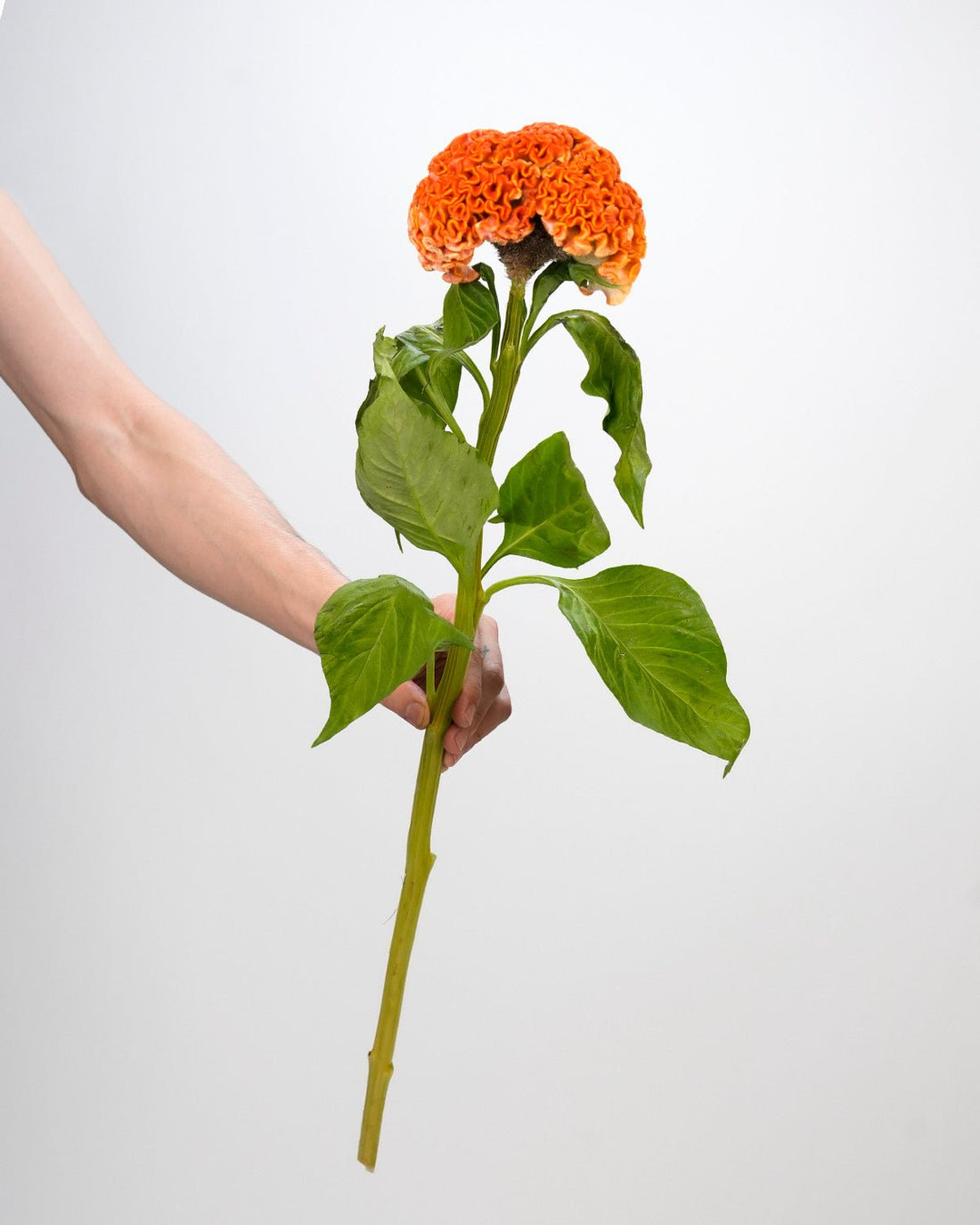 Celosia - Orange (5 Stems) - Laflora.ae