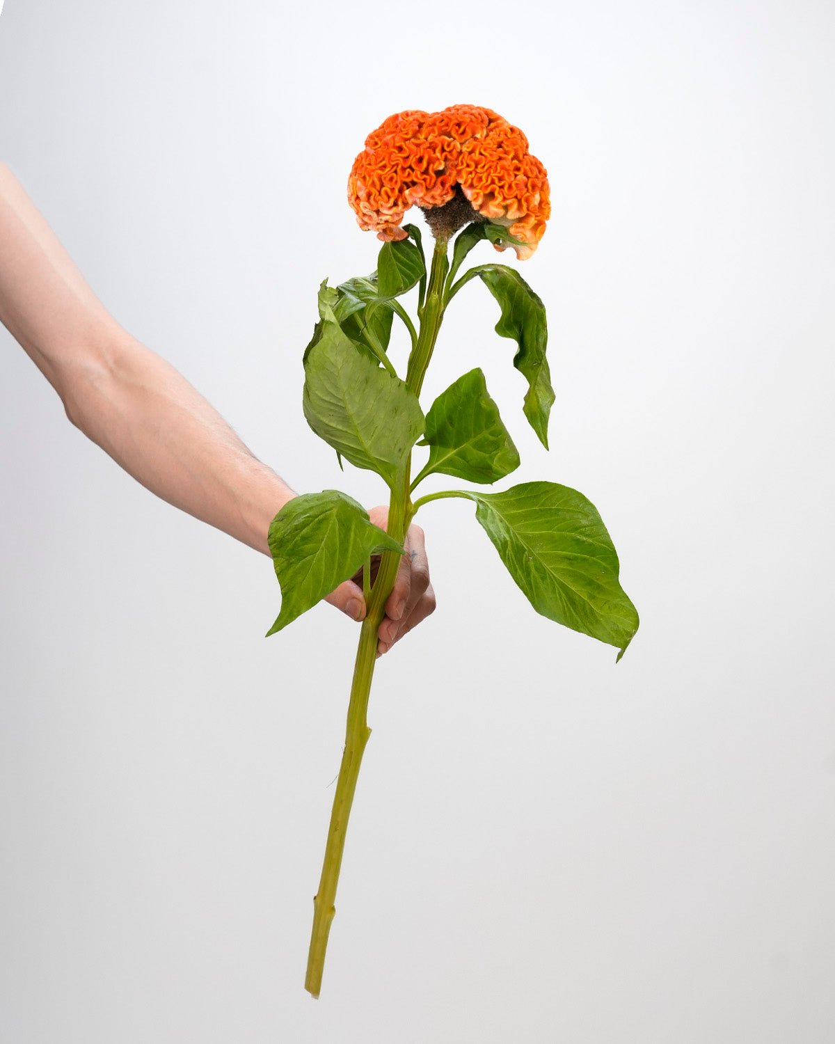 Celosia - Orange (5 Stems) - Laflora.ae
