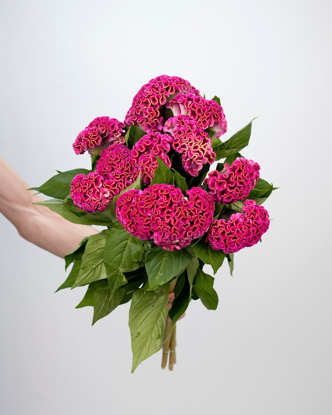 Celosia - Hot Pink (5 Stems) - Laflora.ae