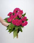 Celosia - Hot Pink (5 Stems) - Laflora.ae