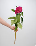 Celosia - Hot Pink (5 Stems) - Laflora.ae