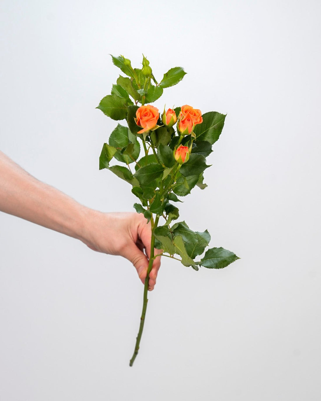 Spray Rose Orange - 10 Stems - Laflora.ae
