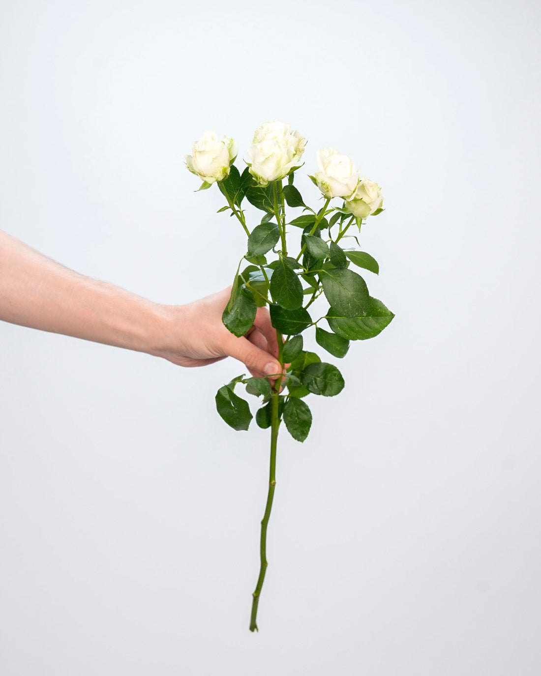 Spray Rose White - 10 Stems - Laflora.ae