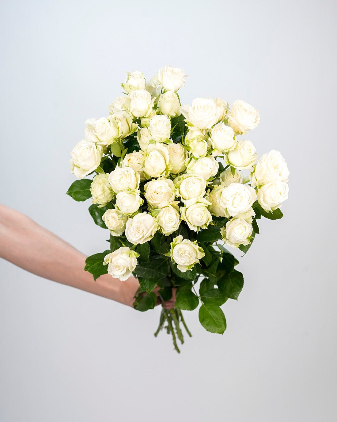Spray Rose White - 10 Stems - Laflora.ae