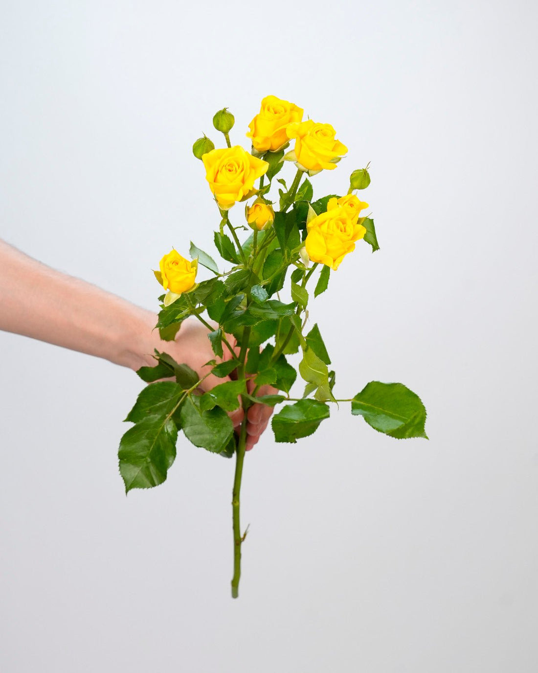 Spray Rose Yellow - 10 Stems - Laflora.ae