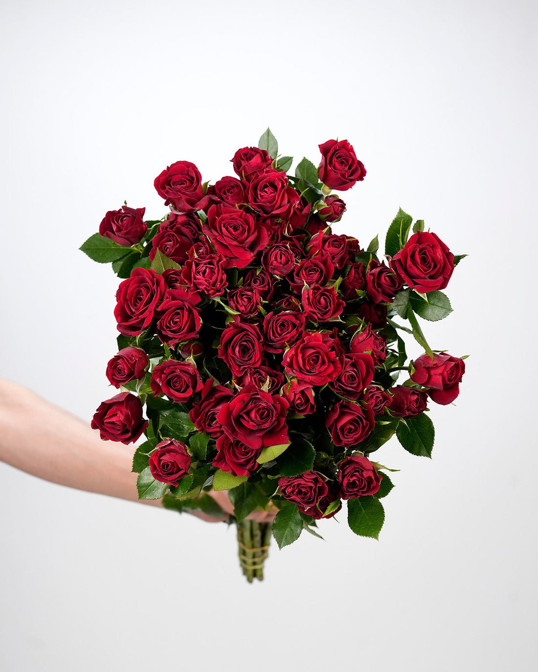 Spray Rose Red - 10 Stems - Laflora.ae