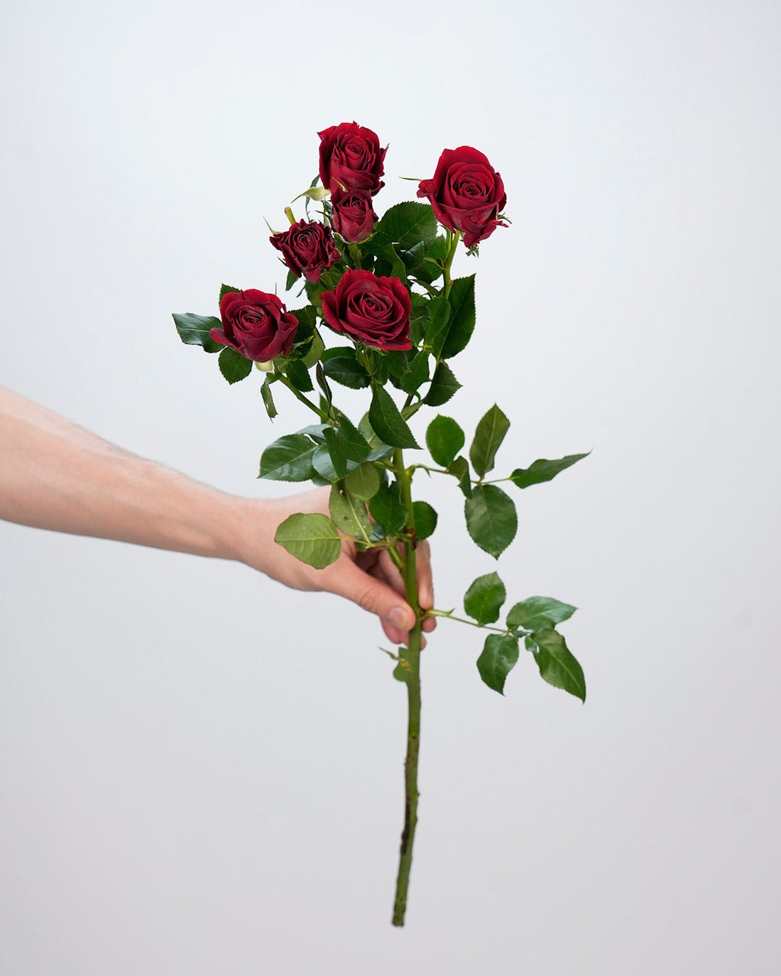 Spray Rose Red - 10 Stems - Laflora.ae