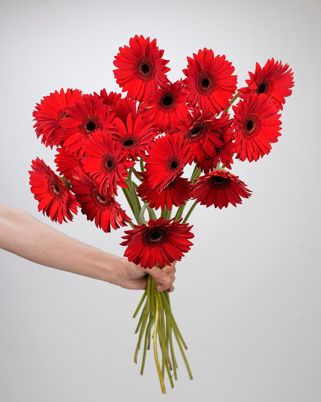 Gerbera - Red (10 Stems) - Laflora.ae