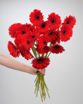 Gerbera - Red (10 Stems) - Laflora.ae