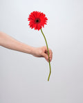 Gerbera - Red (10 Stems) - Laflora.ae