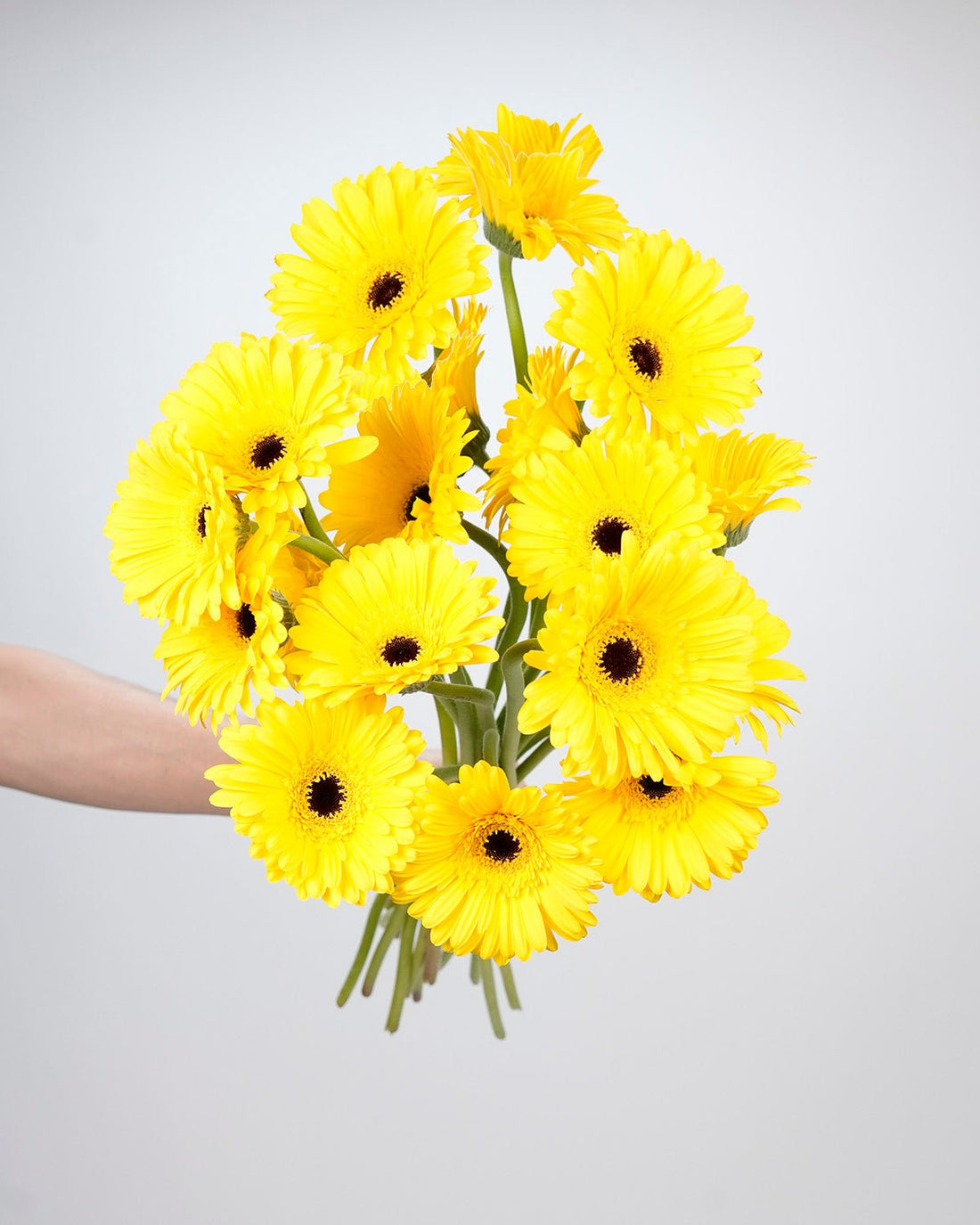 Gerbera - Bright Sunflower (10 Stems) - Laflora.ae