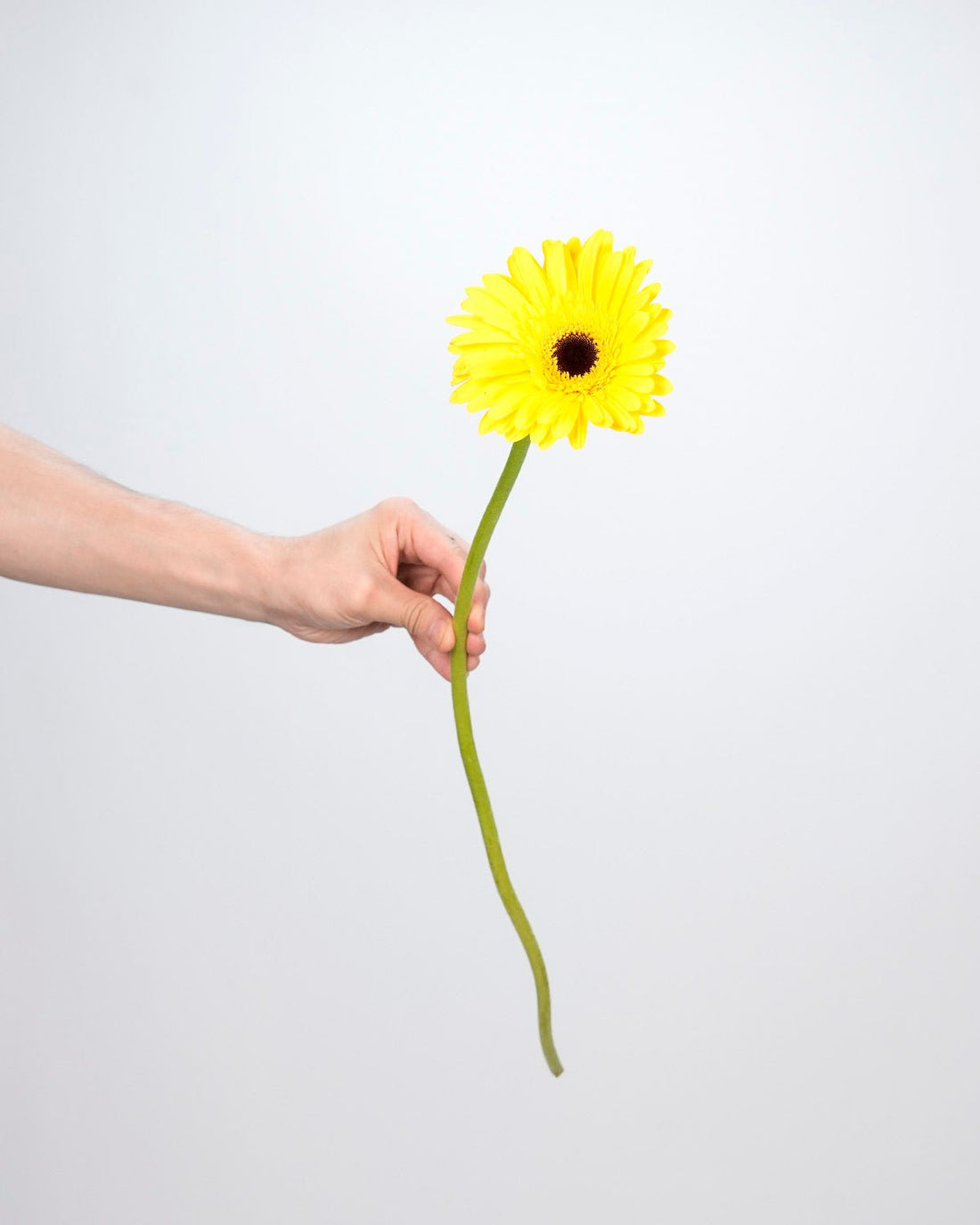 Gerbera - Bright Sunflower (10 Stems) - Laflora.ae