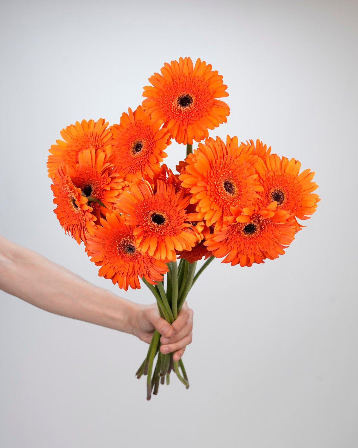 Gerbera - Orange (10 Stems) - Laflora.ae