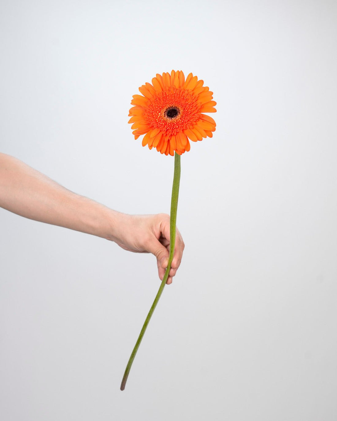 Gerbera - Orange (10 Stems) - Laflora.ae