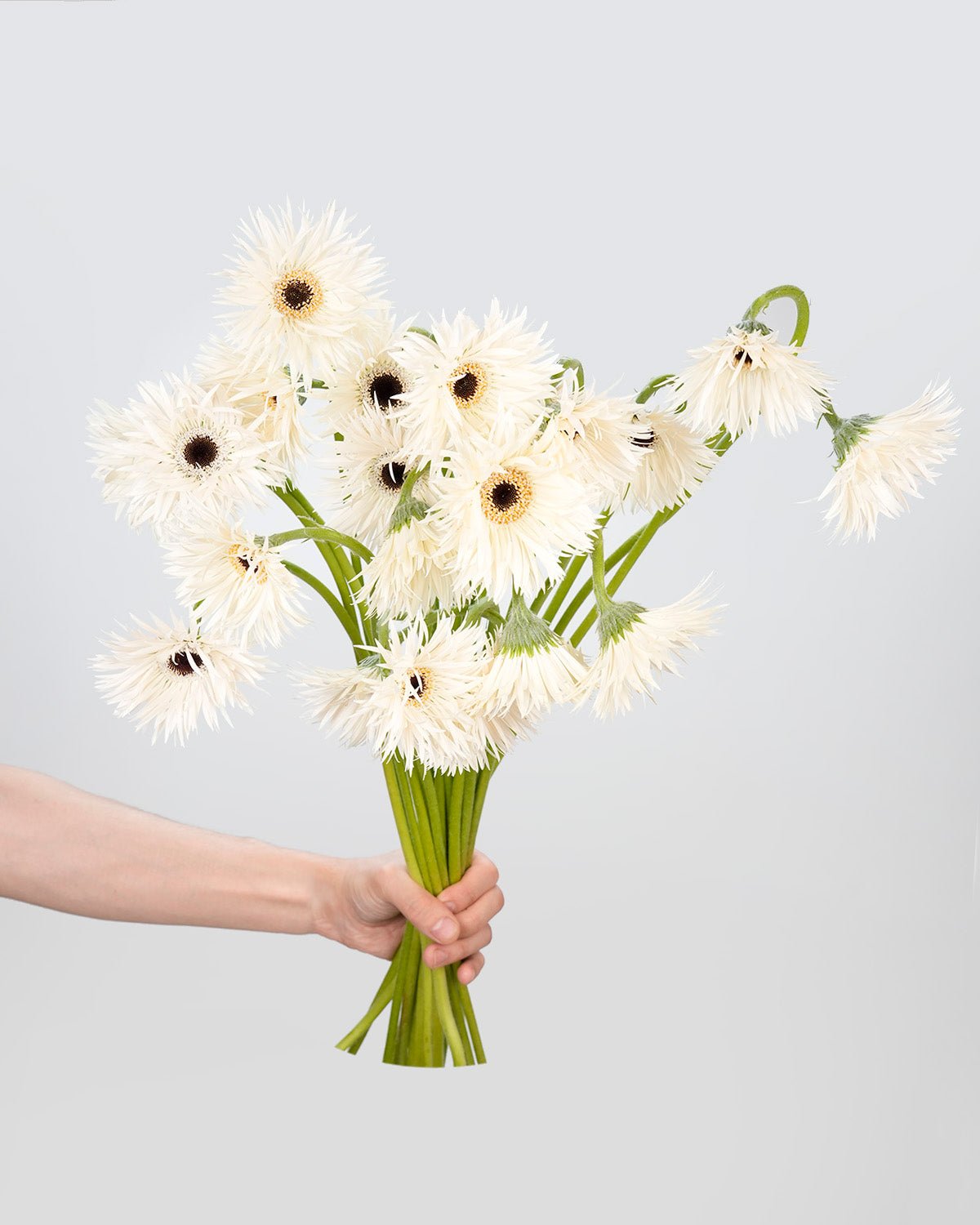 Gerbera Garden White - 10 Stems - Laflora.ae