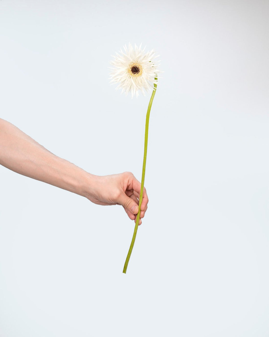 Gerbera Garden White - 10 Stems - Laflora.ae