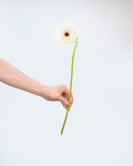 Gerbera Garden White - 10 Stems - Laflora.ae