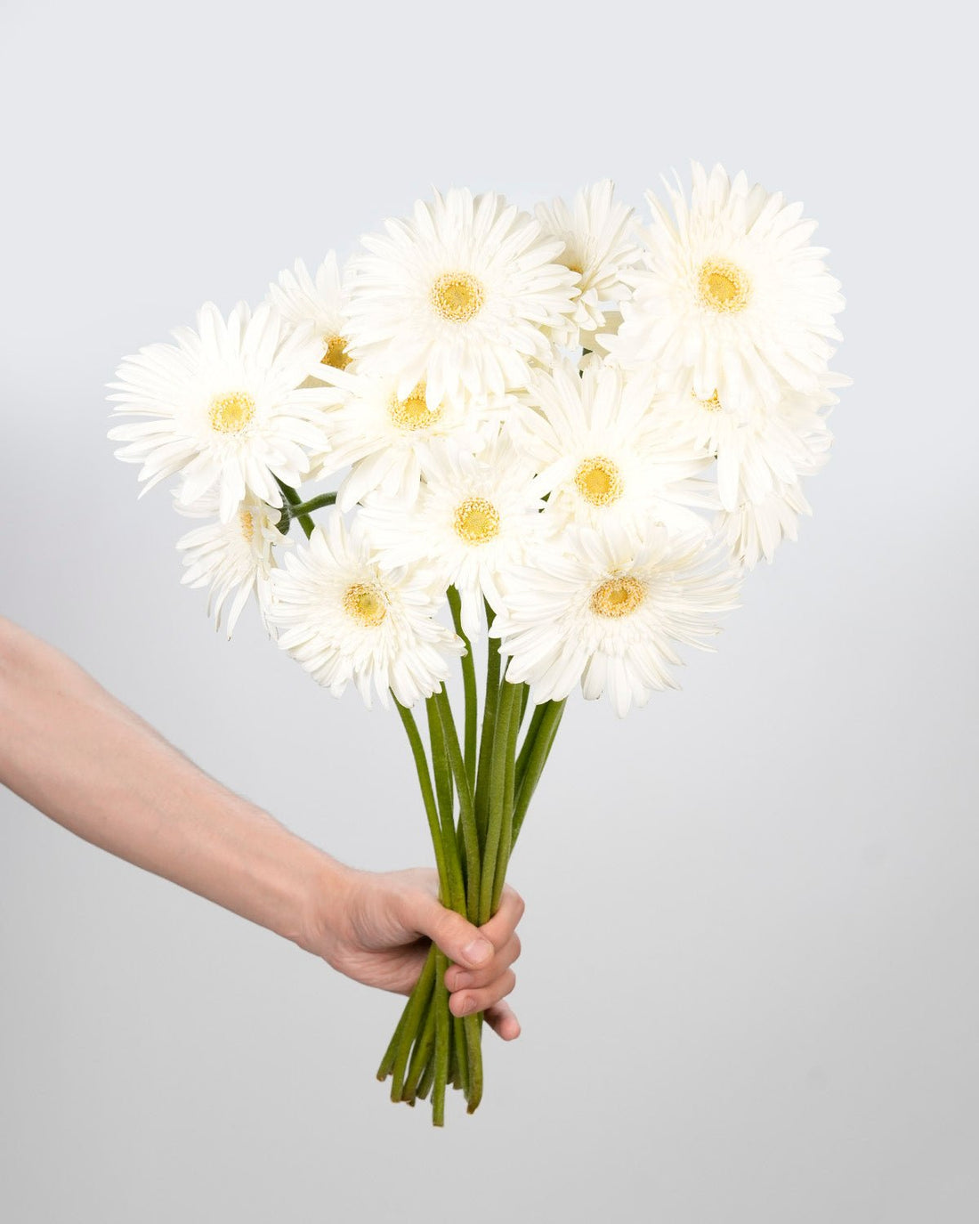 Gerbera White - 10 Stems - Laflora.ae