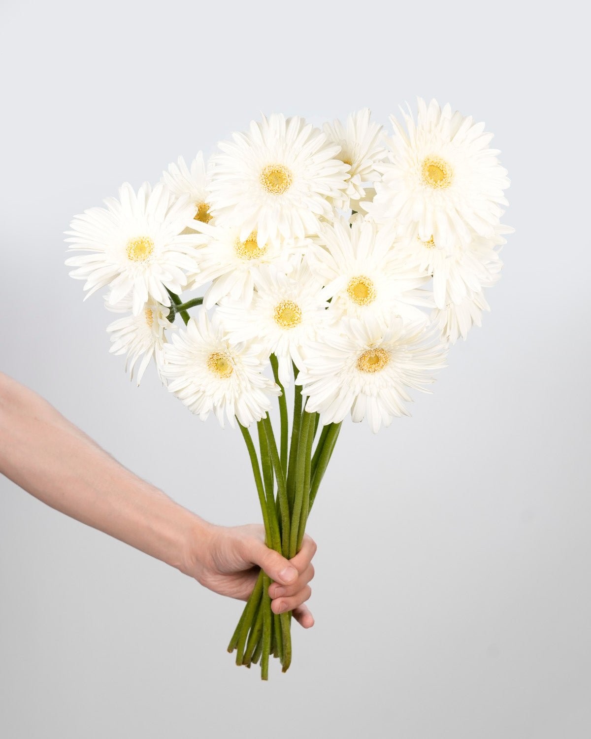 Gerbera White - 10 Stems - Laflora.ae