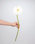 Gerbera White - 10 Stems - Laflora.ae