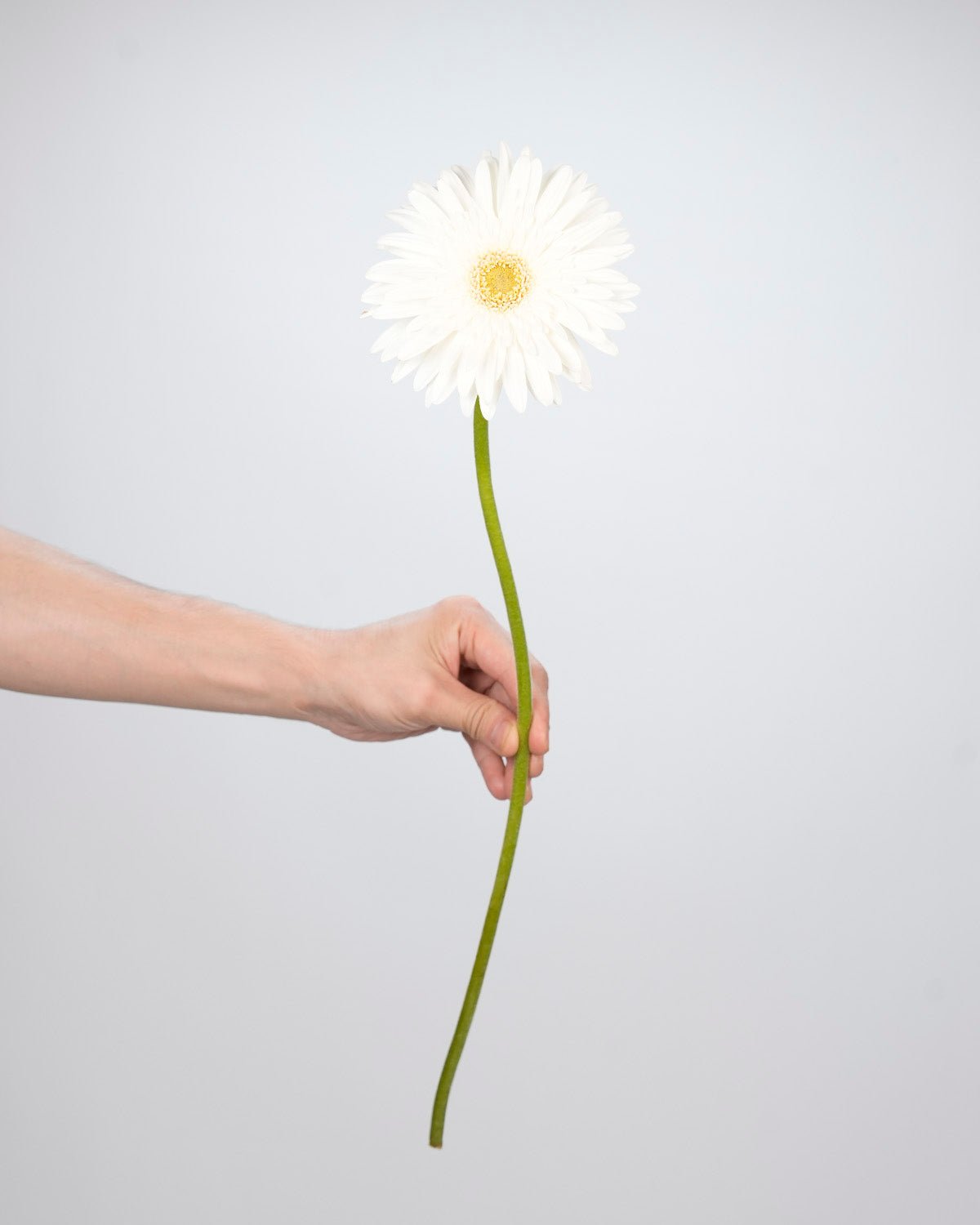 Gerbera White - 10 Stems - Laflora.ae