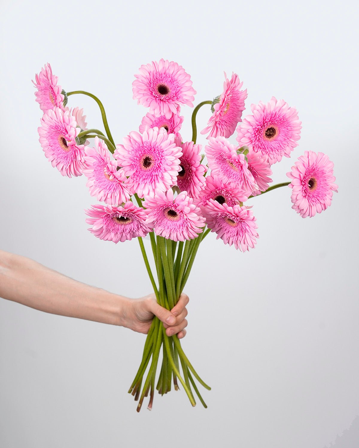 Gerbera Pink - 10 Stems - Laflora.ae