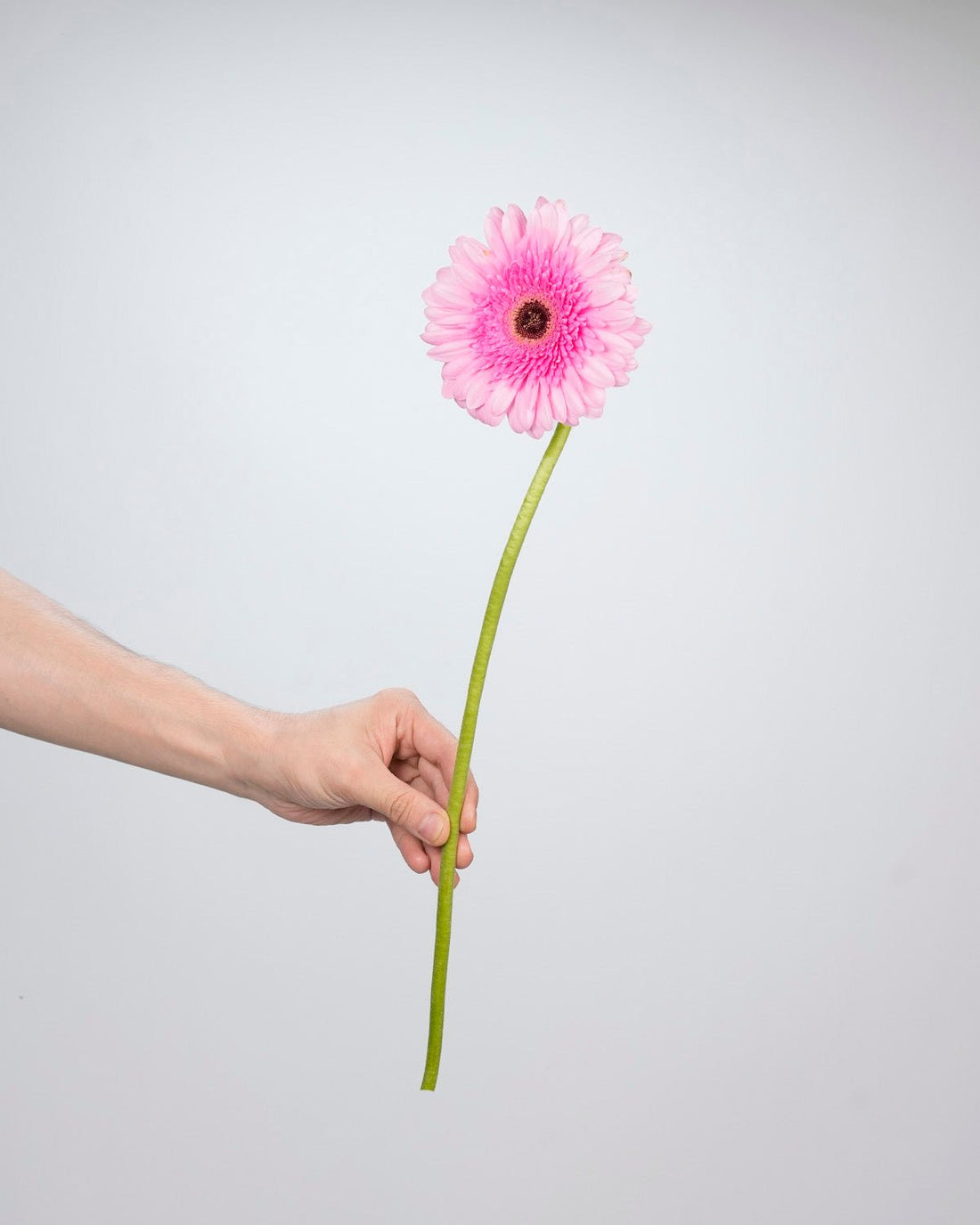 Gerbera Pink - 10 Stems - Laflora.ae