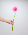 Gerbera Pink - 10 Stems - Laflora.ae