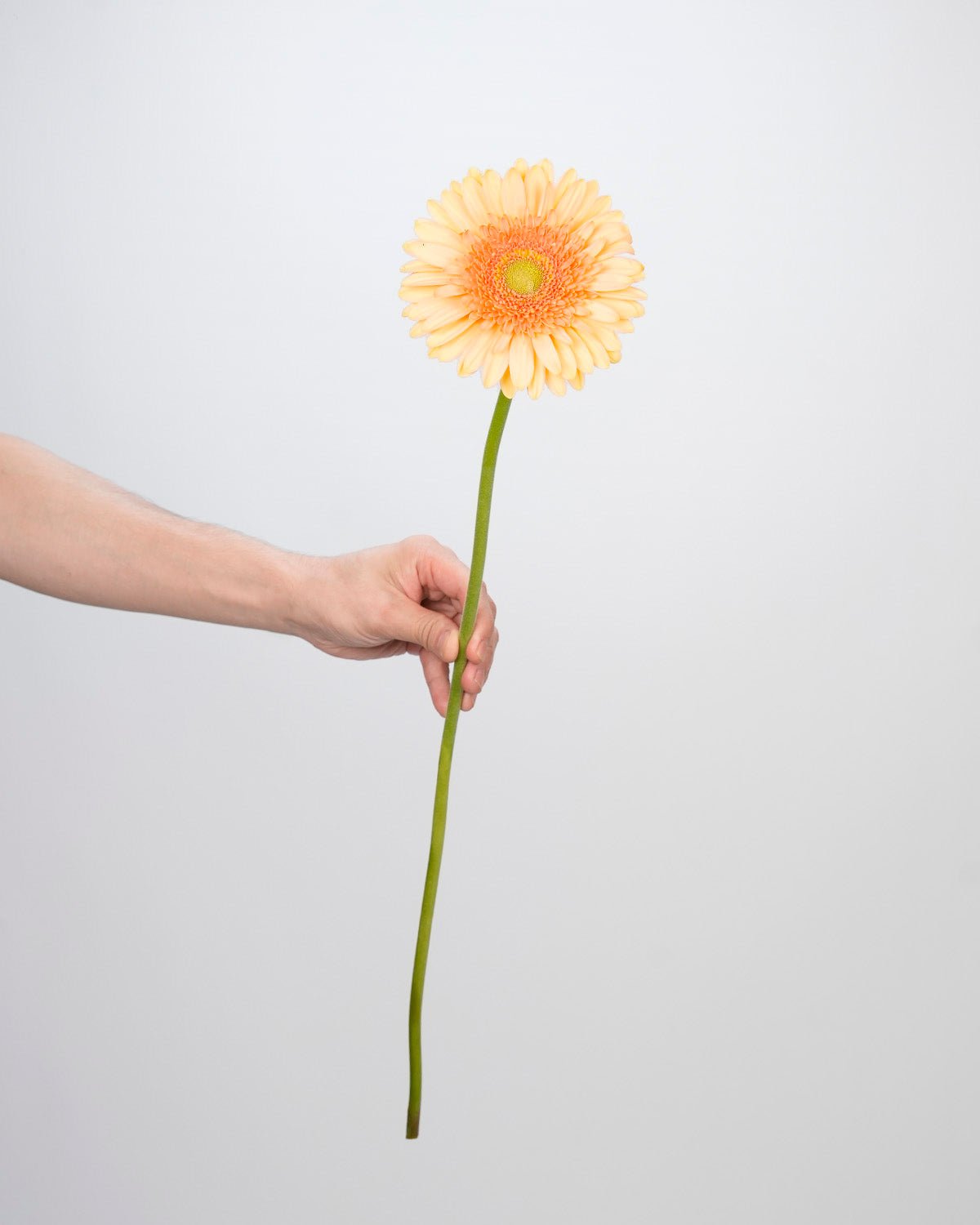 Gerbera Salmon Orange - 10 Stems - Laflora.ae