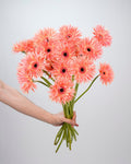 Gerbera GerSpider Pink - 10 Stems - Laflora.ae