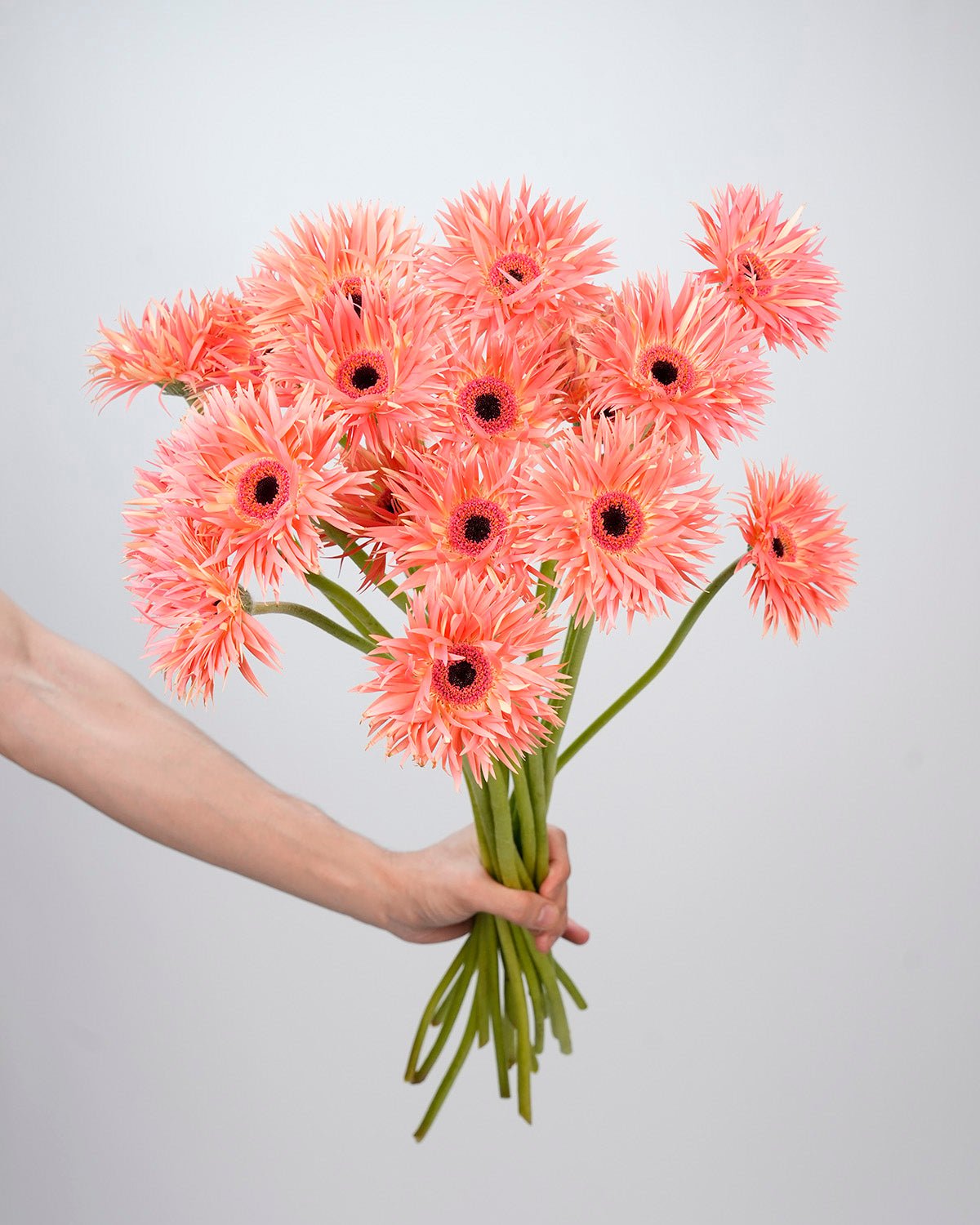Gerbera GerSpider Pink - 10 Stems - Laflora.ae