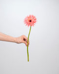 Gerbera GerSpider Pink - 10 Stems - Laflora.ae