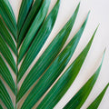Emerald Palm - Leaf (5 Stems) - Laflora.ae