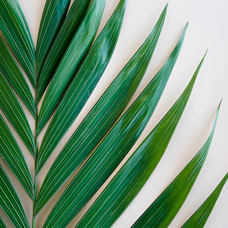 Emerald Palm - Leaf (5 Stems) - Laflora.ae