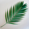 Emerald Palm - Leaf (5 Stems) - Laflora.ae