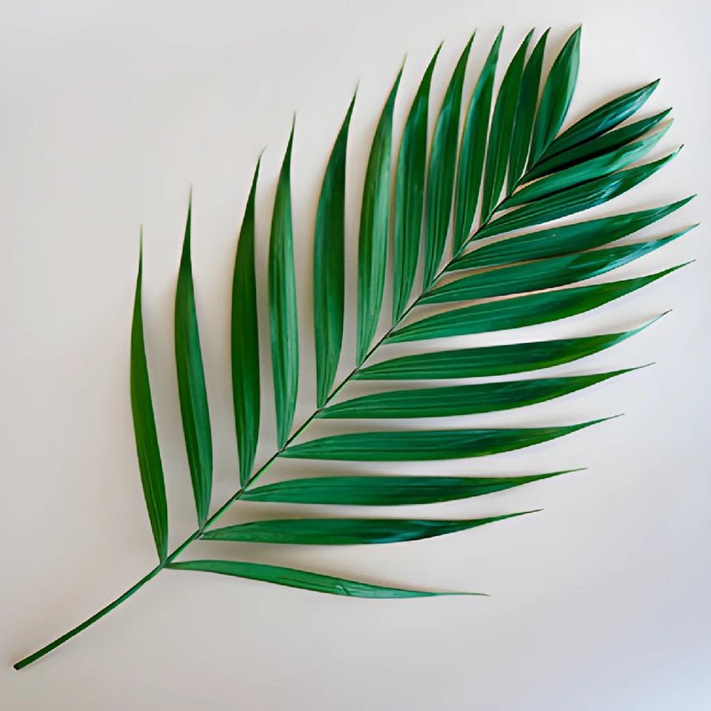 Emerald Palm - Leaf (5 Stems) - Laflora.ae