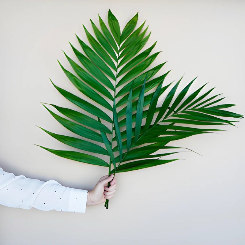Emerald Palm - Leaf (5 Stems) - Laflora.ae