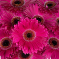 Gerbera - Purpleberry (10 Stems) - Laflora.ae