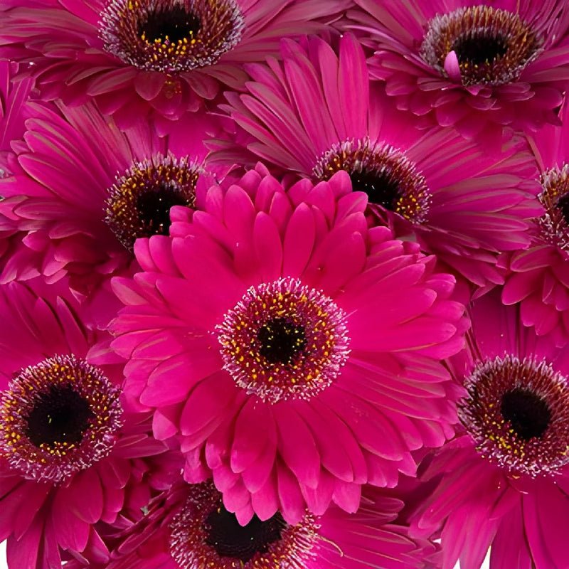 Gerbera - Purpleberry (10 Stems) - Laflora.ae
